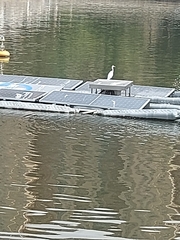 Egretta