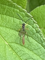 Campopleginae