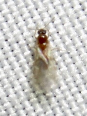 Brachymyrmex