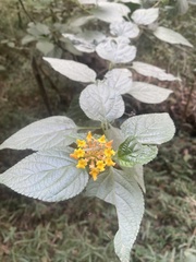 Lantana camara