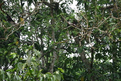 Cercopithecus ascanius