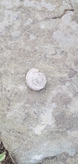 Oreohelix strigosa