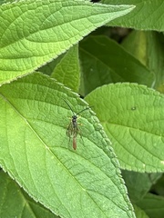 Campopleginae