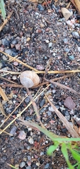 Oreohelix strigosa