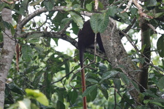 Cercopithecus ascanius