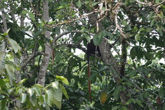 Cercopithecus ascanius