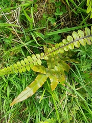 Blechnum procerum