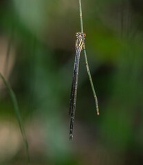 Pseudagrion ignifer