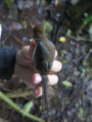 Prinia molleri