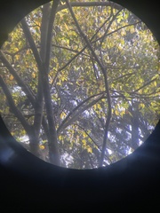 Dendrocitta vagabunda