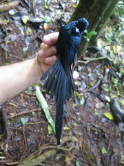 Terpsiphone atrochalybeia