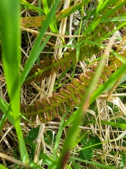 Blechnum penna-marina