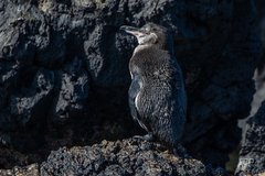 Spheniscus mendiculus