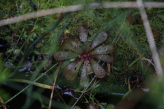 Drosera hamiltonii