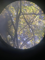 Dendrocitta vagabunda