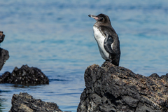 Spheniscus mendiculus