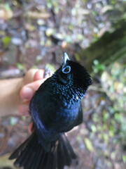 Terpsiphone atrochalybeia