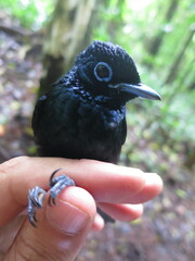 Terpsiphone atrochalybeia