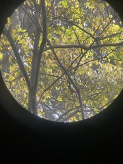 Dendrocitta vagabunda