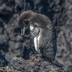 Spheniscus mendiculus