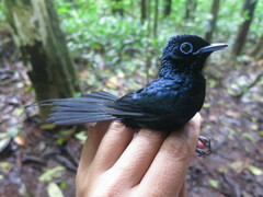 Terpsiphone atrochalybeia