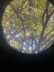 Dendrocitta vagabunda