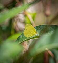 Eurema smilax
