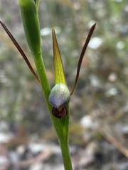 Orthoceras strictum