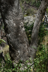 Angophora floribunda