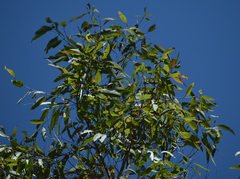 Angophora floribunda
