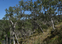 Angophora floribunda