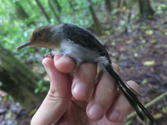 Prinia molleri