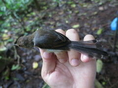 Prinia molleri