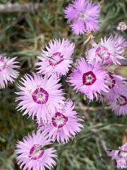 Dianthus caryophyllus