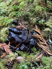 Ganoderma oregonense