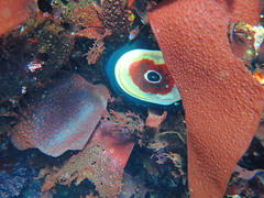 Chondracanthus