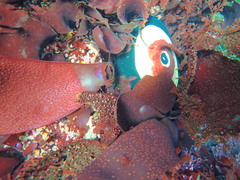Chondracanthus