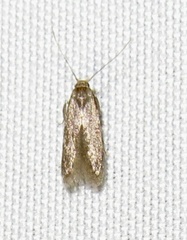 Blastobasinae