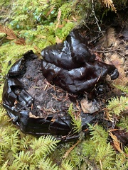 Ganoderma oregonense