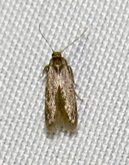 Blastobasinae