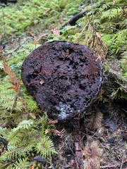 Ganoderma oregonense