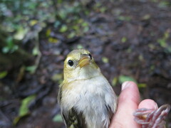 Ploceus sanctithomae
