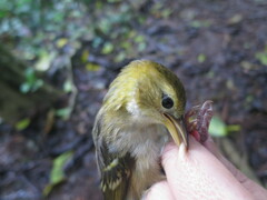 Ploceus sanctithomae