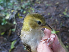 Ploceus sanctithomae