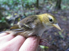 Ploceus sanctithomae