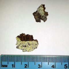 Pertusaria puffina