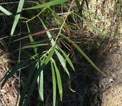 Acacia maidenii