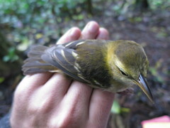 Ploceus sanctithomae