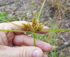 Cyperus polystachyos
