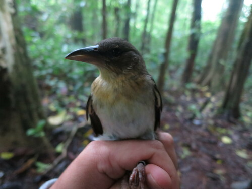 Giant Weaver (Ploceus grandis), photo 8